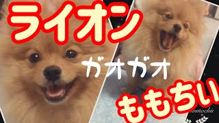 ポメラニアン ももちぃ ライオンみたい  DOG POMERANIAN ANIMAL