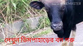 দেখুন ডিম পাহাড়ের বন গরু।