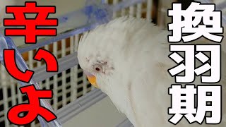 インコの辛い換羽期。