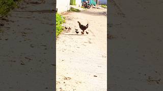 பேரு வச்சது தப்பா 🐓😁 #funny_chicken #husbandwifetamilcomedy #kozhi_koothugal #trendingshorts #funny