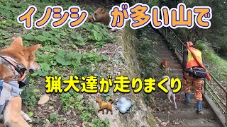 イノシシ🐗の多い観光地での有害鳥獣駆除　　　　　　　　　@JIMNY4LIFE