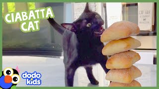 Cat Goes Wild For Ciabatta Rolls | Dodo Kids | Animal Videos