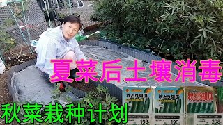 【丽的庭院生活  91】夏季蔬菜后，无农药土壤消毒方法和秋季蔬菜栽计划制定的建议！！