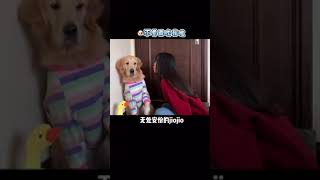 【金不拉毛抱抱】小狗狗有多會撒嬌？？硬的不行，來軟的？？#vlog日常 #萌寵 #金毛 #shorts