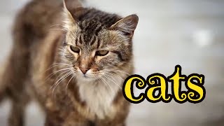Cats 🐈 Urban Wildlife | Animal Science