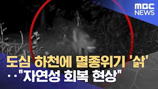 도심 하천에 멸종위기 '삵'‥\