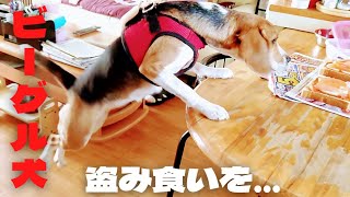 「ビーグル犬ハル」盗み食いをしたいが届かない…