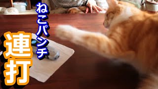 高速ねこパンチを出すトルコの生きる国宝　ターキッシュアンゴラ