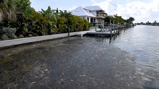 Do you smell something? It could be this algae...