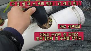 파이프 양액재배 약용 쌈채 재배(뿌리 생육관찰)