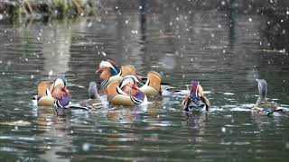 【4K】北海道　野鳥　渡り鳥　雪の日のオシドリ