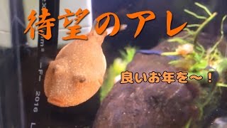 【〇〇の術】 テトラオドン ミウルス みかんさんのアレ 淡水 フグ 【Tetraodon miurus】