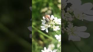 प्रकृति परायण बातबरन