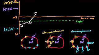 Потенциал действия в клетках-пейсмейкерах
