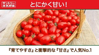 サントリー本気野菜『純あま』ミニトマト商品紹介 54秒