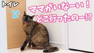 ママがトイレに行ったときの甘えん坊なサビ猫の様子