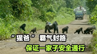 一群大猩猩过马路，首领横在中间霸气封路，气势非常强大【张叫兽说兽】