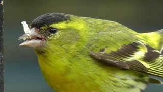 Siskin - Siskins Male and Female on My Bird Feeder