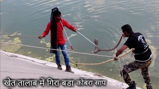 Cobra snake fell into farm pond, then see how it was taken out Rescue cobra snake from Ahmednagar