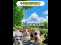 今天这事我管定了 猫meme 猫meme小剧场 shorts