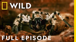 Killer Creatures: The Forests of India (Full Episode) | Dead by Dawn