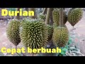 Cara pemupukan durian agar lebih cepat berbuah