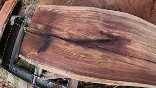 TODAY Acacia log reveals inner beauty at my SAWMILL, she isn't as impressed as i hope you will be