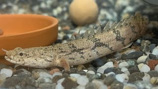 古生物好きが古代魚ポリプテルス・エンドリケリーを飼育する！