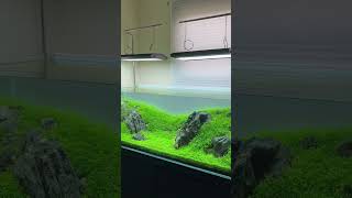 120P Iwagumi Aquascape #aquarium #aquascape #fishtank