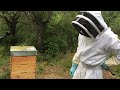 Traitement d'une jeune colonie d'abeilles contre le varroa par dégouttement avec l'acide oxalique