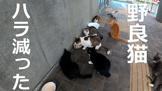 ハラ減った野良猫エサを食べれない！ボス猫がエサを1人占め