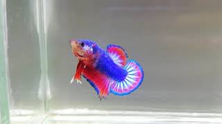 hmpk 3 band fancy betta