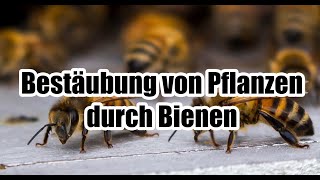 Bestäubung von Pflanzen durch Bienen - Für Erwachsene erklärt!