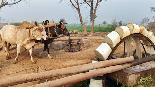 Bull Powered Irrigation System of Canal Water Lifting In Punjab