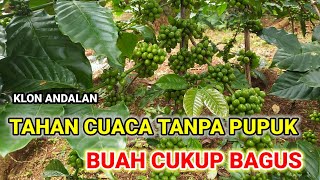 Klon Kopi Robusta paling tahan cuaca