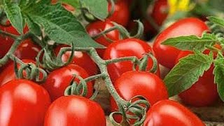 Pusa ruby F1' Hybrid variety of tomato