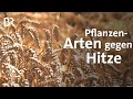 Weizen und Mais: Robuste Pflanzen gegen Hitzestress und Klimawandel | Gut zu wissen | BR