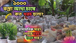 ১০০০ বস্তা আদা চাষে কত খরচ হলো? প্রতি বস্তায় খরচ কেমন হবে। National Agro LTD