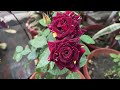 how to grow the most beautiful 🌟abra ka dabra rose ✨🌹 घर में खूबसूरत गुलाब🌹 उगाने की आसान टिप्स