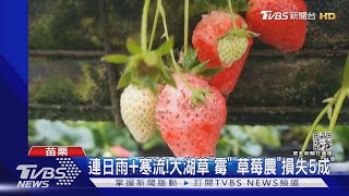 連日雨+寒流!大湖草「霉」 草莓農「損失5成」｜TVBS新聞