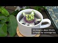 how to make passionflower tea for better sleep