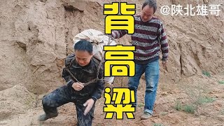 陕北二哥父子四背高梁，老爸72岁还不认输～坚持要扛一袋子高梁…【陕北雄哥】