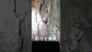 とある樹液酒場での出来事。　　#レイのクワ活 #クワガタ #クワガタムシ #カブトムシ #カブクワ #insects #昆虫 #カナブン#ノコギリクワガタ#コクワガタ #交尾