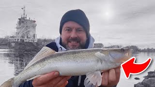 Zanderangeln im Winter am NOK - Köderfisch vs. Gummifisch - Angeln im Vergleich