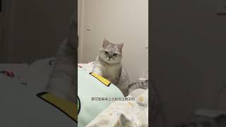 人无语会笑 猫无语会踩奶﫤 猫咪踩奶 这是我的小猪猫 呆萌猫猫 心思全写在脸上的猫 这小猫谁养谁不迷糊啊