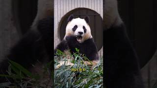 11.10我的天！福宝越来越像妈妈爱宝了 #大熊猫 #大熊猫福宝 #panda #大熊貓 #푸바오