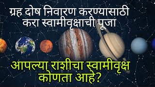 ग्रहदोष ग्रहपीडा दूर होणार या वृक्षाच्या पूजेने|ग्रहदोष दूर करण्याचा सोप्पा उपाय Grahdosh Upay