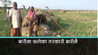 बारीमा फलेका तरकारी बारीमै