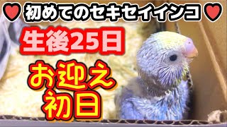 【思い出①】生後25日のセキセイインコ‪‪‪♥お迎え初日♥雛鳴き・さし餌