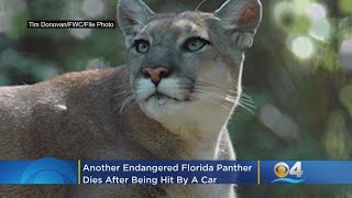 Another Endangered Florida Panther Dies After Being Hit By Car